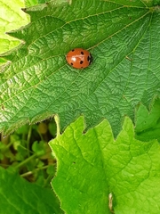 Coccinella septempunctata