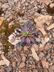 Noccaea caerulescens