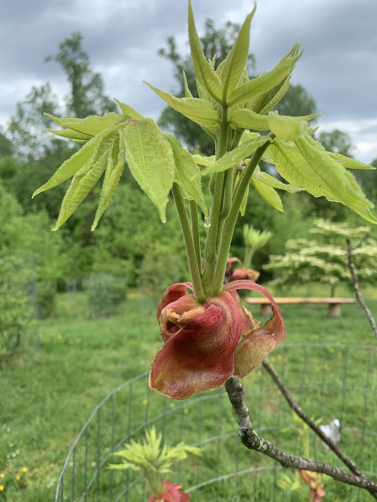 shagbark hickory from Greenbrier, Charlottesville, VA, US on May 3