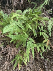 Dicranopteris pedata