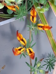 Mirbelieae