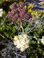 Dasispermum