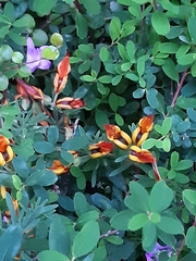 Mirbelieae