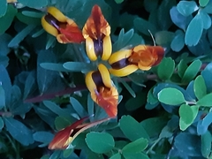 Mirbelieae