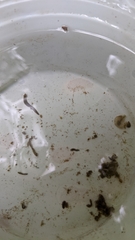 Continenticola