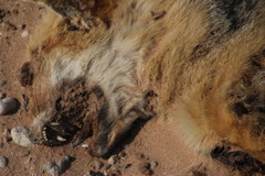Vulpes chama