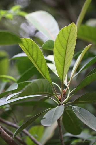 Image of Eriobotrya Fragrans (Eriobotrya fragrans) by no rights reserved