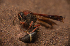 Hypodynerus chiliensis