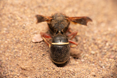 Hypodynerus chiliensis