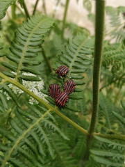 Graphosoma