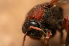 Hypodynerus chiliensis