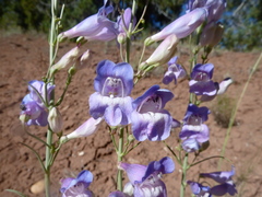 Penstemon comarrhenus