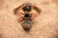 Hypodynerus chiliensis