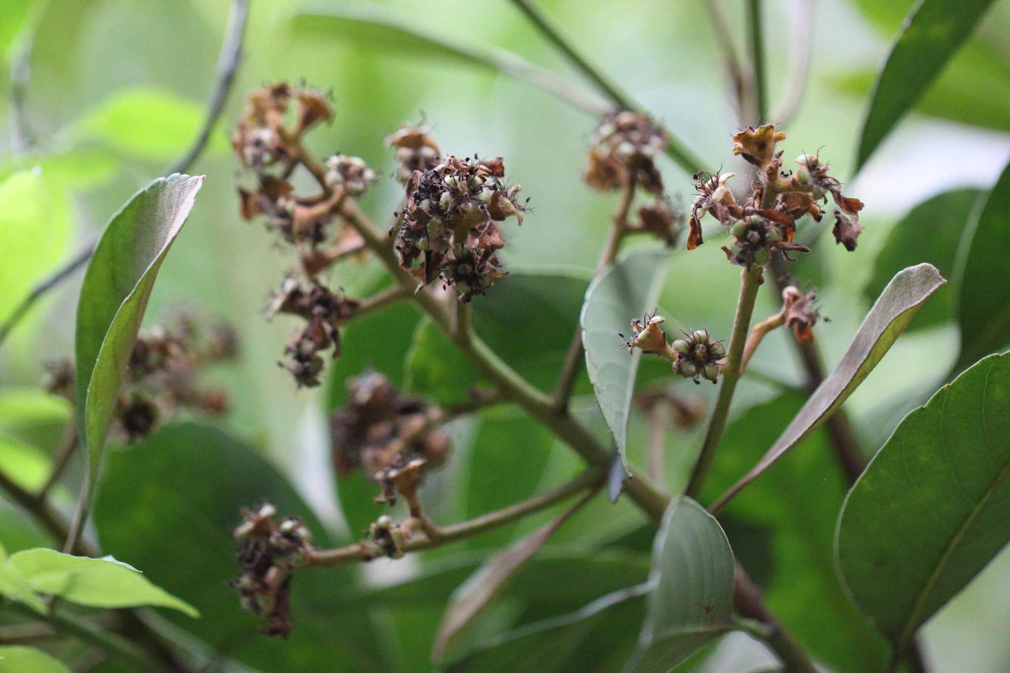 Eriobotrya fragrans