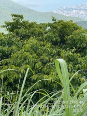 Rhamnus nakaharai