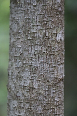 Artocarpus hypargyreus