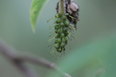 Corylopsis multiflora