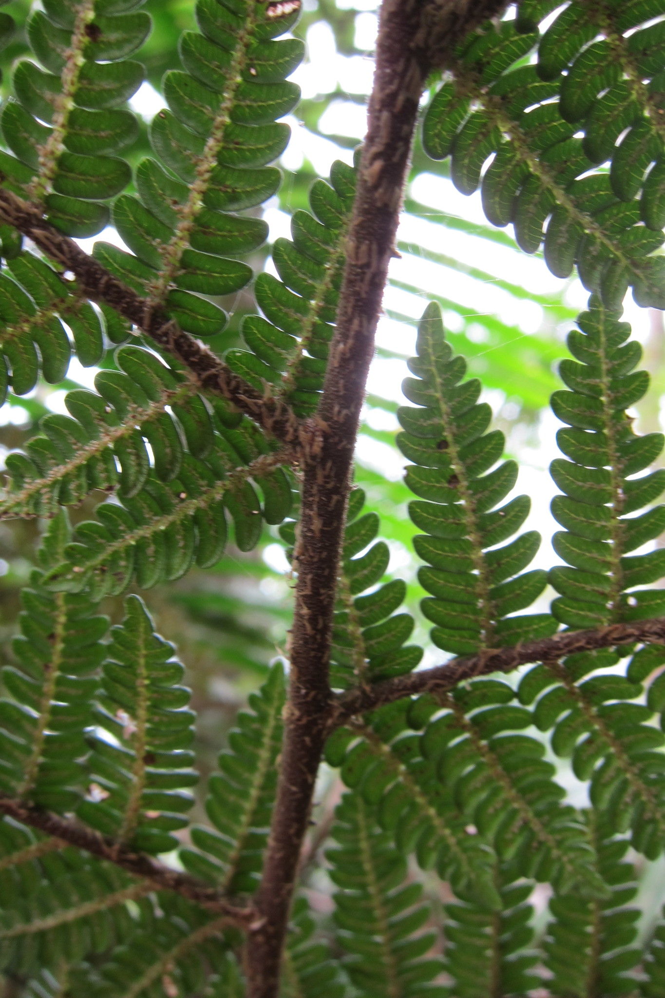 Alsophila woodwardioides