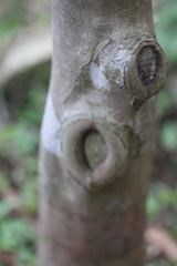 Corylopsis multiflora