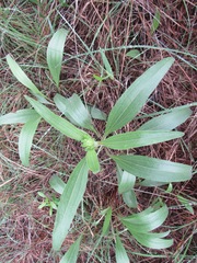 Echinacea angustifolia