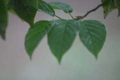 Corylopsis multiflora