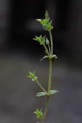Arenaria leptoclados