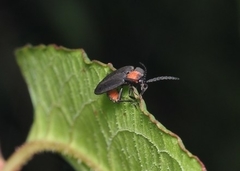 Pyrocoelia formosana