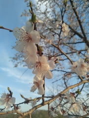 Prunus mandshurica, photograph (c) Mikhail Nevsky, some rights reserved (CC BY)