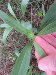 Echinacea angustifolia