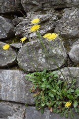 Crepis leontodontoides