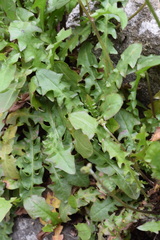 Crepis leontodontoides