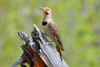 Southeastern Yellow-shafted Flicker - Photo (c) Keith Williams, some rights reserved (CC BY-NC)