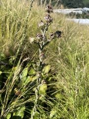 Berkheya rhapontica
