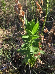 Pterocaulon polystachyum