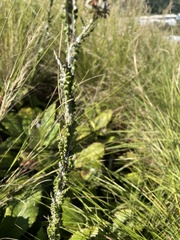 Berkheya rhapontica