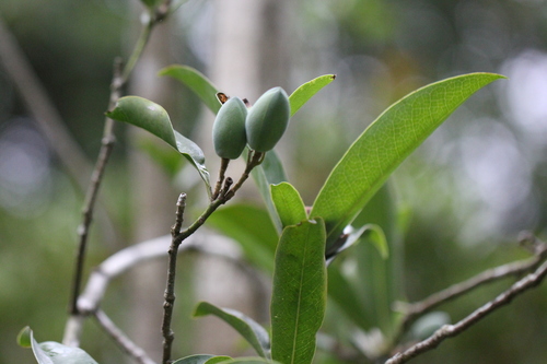 Image of Magnolia championii by no rights reserved