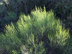 Baccharis notosergila