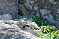 Timon lepidus ibericus