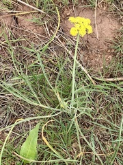 Lomatium triternatum platycarpum
