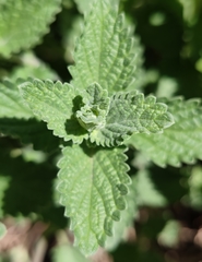Nepeta × faassenii