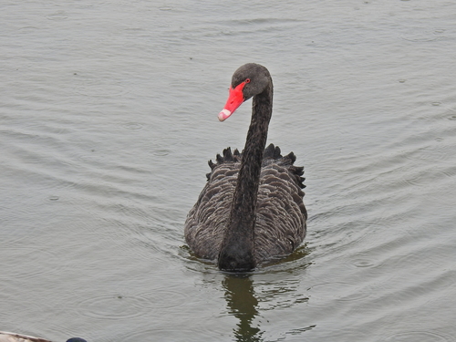 Cisne negro (Cygnus atratus)