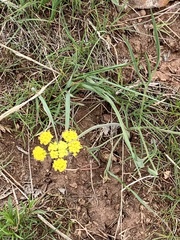 Lomatium triternatum platycarpum