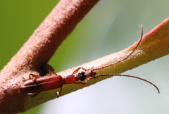 Cerobates ophthalmicus