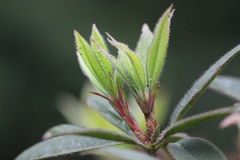 Rhododendron championiae