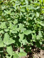 Nepeta × faassenii