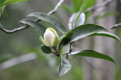 Image of Magnolia championii by no rights reserved