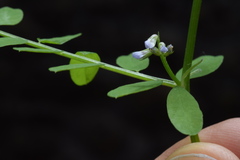 Vicia loiseleurii