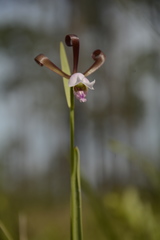 Cleistesiopsis bifaria