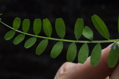 Vicia loiseleurii
