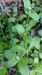 Plectritis congesta brachystemon